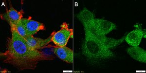 Anti-CH25H Antibody, clone 1G14 ZooMAb® Rabbit Monoclonal recombinant, expressed in HEK 293 cells
