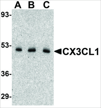 Anti-CX3CL1 antibody produced in rabbit affinity isolated antibody, buffered aqueous solution