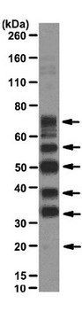 Anti-Phosphoepitope SR proteins Antibody, clone 1H4 clone 1H4, from mouse