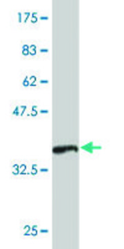 Monoclonal Anti-DMC1 antibody produced in mouse clone 4E2, purified immunoglobulin, buffered aqueous solution