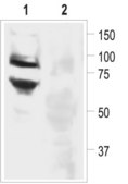 Anti-Sodium Channel ASIC3 antibody produced in rabbit affinity isolated antibody, lyophilized powder