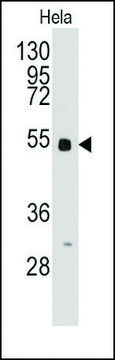 Anti-BBS4 (center) antibody produced in rabbit saturated ammonium sulfate (SAS) precipitated, buffered aqueous solution