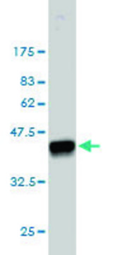 Monoclonal Anti-FHIT antibody produced in mouse clone 1C3, purified immunoglobulin, buffered aqueous solution