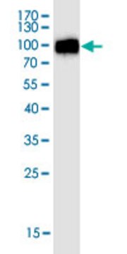 Monoclonal Anti-ACE2 antibody produced n mouse clone CC11, purified immunoglobulin, buffered aqueous solution