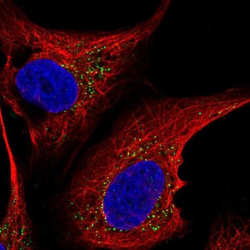 Anti-ST6GALNAC5 antibody produced in rabbit Prestige Antibodies&#174; Powered by Atlas Antibodies, affinity isolated antibody