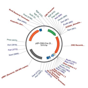 PSF-CMV-CRE - CRE RECOMBINASE EXPRESSION VECTOR plasmid vector for molecular cloning