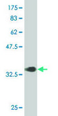 Monoclonal Anti-CSRP1 antibody produced in mouse clone 2A11, purified immunoglobulin, buffered aqueous solution