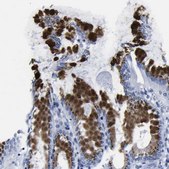 Anti-GOLM1 antibody produced in rabbit Prestige Antibodies® Powered by Atlas Antibodies, affinity isolated antibody, buffered aqueous glycerol solution