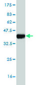 ANTI-ATOH1 antibody produced in mouse clone 3E2, purified immunoglobulin, buffered aqueous solution