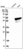 Anti-NLK antibody produced in rabbit Prestige Antibodies® Powered by Atlas Antibodies, affinity isolated antibody, buffered aqueous glycerol solution