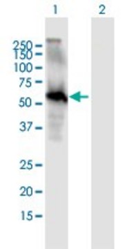 Anti-EGFL6 antibody produced in mouse purified immunoglobulin