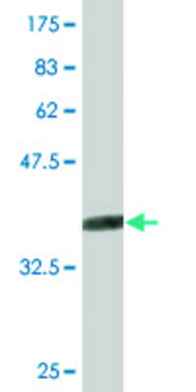 Monoclonal Anti-SMCP antibody produced in mouse clone 4F4, purified immunoglobulin, buffered aqueous solution