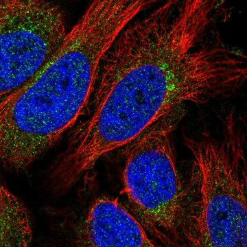 Anti-STX10 antibody produced in rabbit Prestige Antibodies&#174; Powered by Atlas Antibodies, affinity isolated antibody