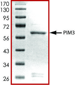 PIM3 active, GST tagged from mouse PRECISIO&#174; Kinase, recombinant, expressed in baculovirus infected Sf9 cells, &#8805;70% (SDS-PAGE), buffered aqueous glycerol solution