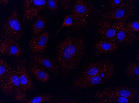 Anti-RPL10A (36-50) antibody produced in rabbit IgG fraction of antiserum, buffered aqueous solution