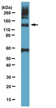 Anti-Tie-2 Antibody, NT from rabbit, purified by affinity chromatography