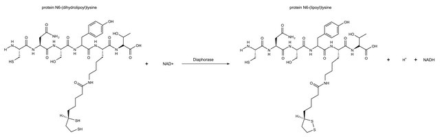 心肌黄酶 来源于克鲁氏梭状芽孢 recombinant, expressed in E. coli, Animal-component free