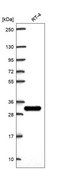 Anti-Lgals3 Antibody Produced In Rabbit Prestige Antibodies® Powered by Atlas Antibodies, affinity isolated antibody, buffered aqueous glycerol solution