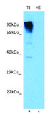 Anti-NMUR2 (N-terminal) antibody produced in rabbit affinity isolated antibody