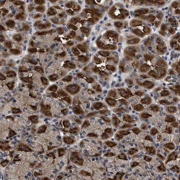 Anti-DNAJC14 antibody produced in rabbit Prestige Antibodies&#174; Powered by Atlas Antibodies, affinity isolated antibody, buffered aqueous glycerol solution