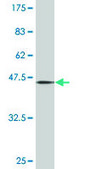 Monoclonal Anti-PTPN22 antibody produced in mouse clone 4F6, purified immunoglobulin, buffered aqueous solution