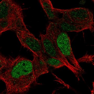 Anti-SSBP2 antibody produced in rabbit Prestige Antibodies&#174; Powered by Atlas Antibodies, affinity isolated antibody