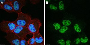 Anti-VGLL4 Antibody, clone 1K23 ZooMAb® Rabbit Monoclonal recombinant, expressed in HEK 293 cells