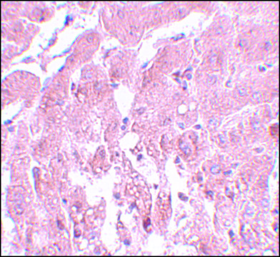 Anti-SUMO2/3 antibody produced in rabbit affinity isolated antibody, buffered aqueous solution