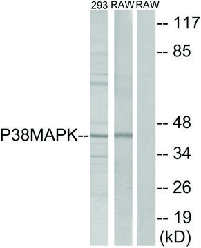 Anti-p38 MAPK antibody produced in rabbit affinity isolated antibody