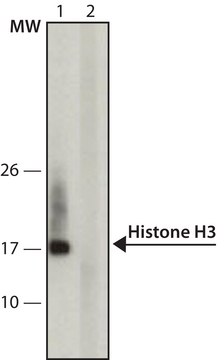 抗-乙酰基- &amp; 磷酸基-组蛋白H3 (Ac-Lys9, pSer10)单克隆抗体 小鼠抗 ~2&#160;mg/mL, clone APH3-64, purified immunoglobulin, buffered aqueous solution