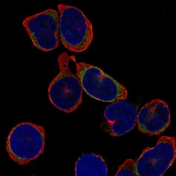 Anti-IGLL1 antibody produced in rabbit Prestige Antibodies&#174; Powered by Atlas Antibodies, affinity isolated antibody