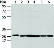 Anti-PRDX4 affinity isolated antibody