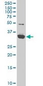 Monoclonal Anti-ZIC4 antibody produced in mouse clone 4F3, purified immunoglobulin, buffered aqueous solution