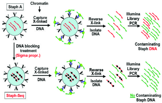 Imprint&#174; Ultra染色质免疫沉淀试剂盒 Complete ChIP kit for sensitivity, compatibility with Next-Gen sequencing