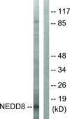 Anti-NEDD8 antibody produced in rabbit affinity isolated antibody