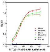 Anti-FITC/5-FAM/6-FAM Antibody, clone 6V10D5, Rabbit Monoclonal