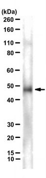 Anti-Pan Lhx1/5 Antibody, clone 4F2