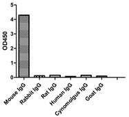 Alpaca Anti-Mouse IgG2b(Fcγ) single domain Antibody recombinant Alpaca(VHH) Nano antibody