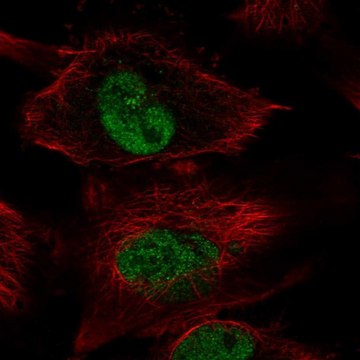 Anti-DOT1L antibody produced in rabbit Prestige Antibodies&#174; Powered by Atlas Antibodies, affinity isolated antibody