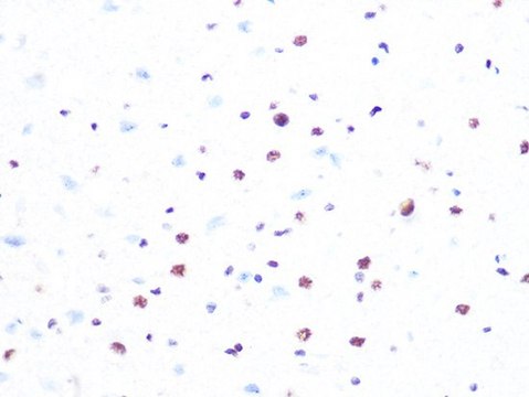 Anti-PRPF8 antibody produced in rabbit