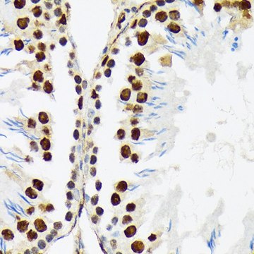 Anti-PTBP2 antibody produced in rabbit