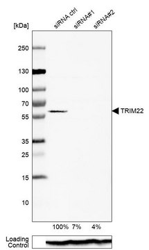 抗-TRIM22 兔抗 Ab2, Prestige Antibodies&#174; Powered by Atlas Antibodies, affinity isolated antibody, buffered aqueous glycerol solution