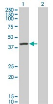 Monoclonal Anti-SERPINA6, (C-terminal) antibody produced in mouse clone 1F11, purified immunoglobulin, buffered aqueous solution