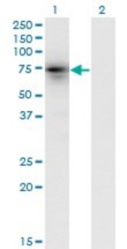 Monoclonal Anti-KLHL4, (N-terminal) antibody produced in mouse clone 4B6, purified immunoglobulin, buffered aqueous solution