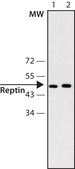 Anti-Reptin antibody, Mouse monoclonal clone 2E9-5, purified from hybridoma cell culture
