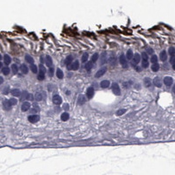 Anti-PDE6H antibody produced in rabbit Prestige Antibodies&#174; Powered by Atlas Antibodies, affinity isolated antibody