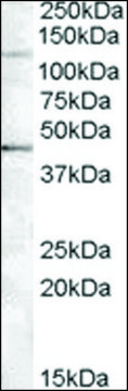 Anti-TNKS2 antibody produced in goat affinity isolated antibody, buffered aqueous solution