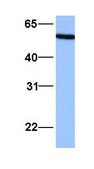 Anti-NUP50 antibody produced in rabbit affinity isolated antibody