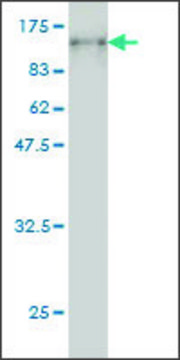 Monoclonal Anti-PCDHB16 antibody produced in mouse clone 3H1, purified immunoglobulin, buffered aqueous solution