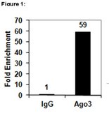 RIPAb+ Ago3 Antibody clone 4B1-F6, from mouse